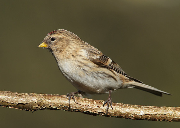 Redpoll Carduelis flammea