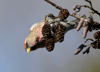 Redpoll Carduelis flammea;