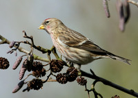 Redpoll Carduelis flammea;