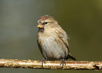 Redpoll Carduelis flammea