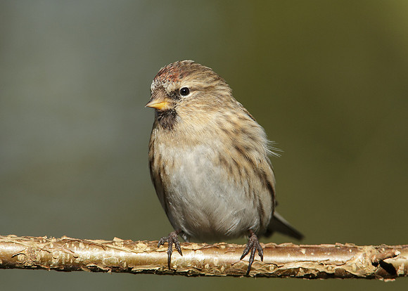 Redpoll Carduelis flammea
