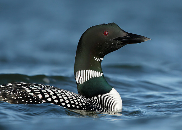 Great Northern Diver Gavia immer