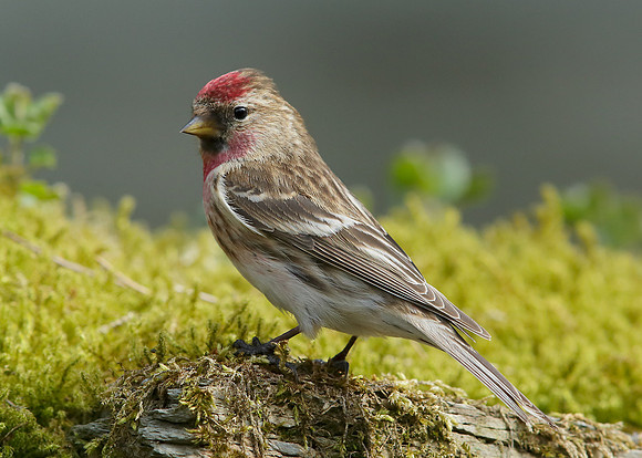 Redpoll Carduelis flammea