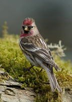 Redpoll Carduelis flammea