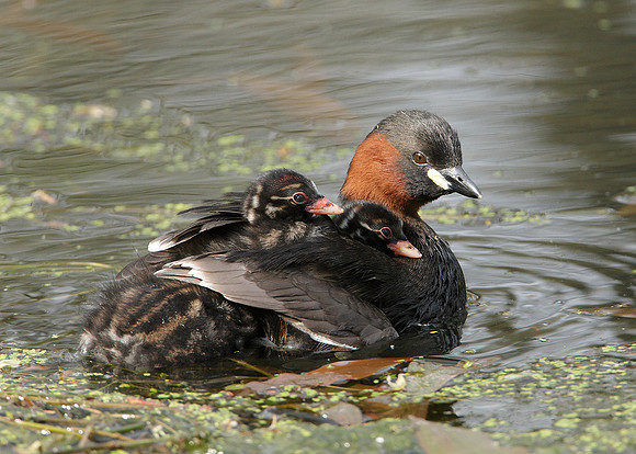 Little Grebe Tachybaptus ruficollis