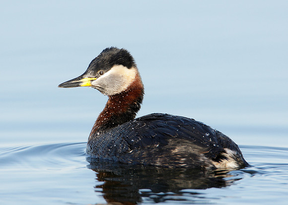Red-necked Grebe Podiceps grisegna