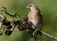 Redpoll Carduelis flammea;