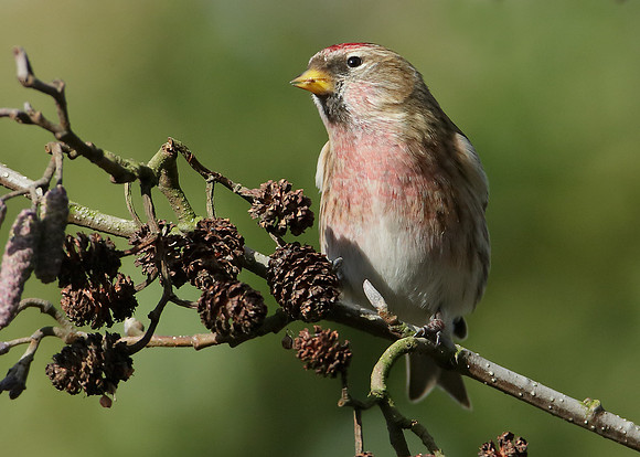 Redpoll Carduelis flammea;