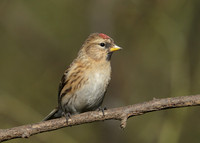 Redpoll Carduelis flammea