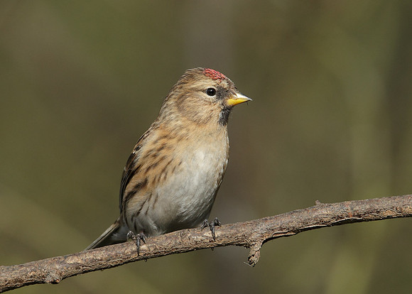 Redpoll Carduelis flammea
