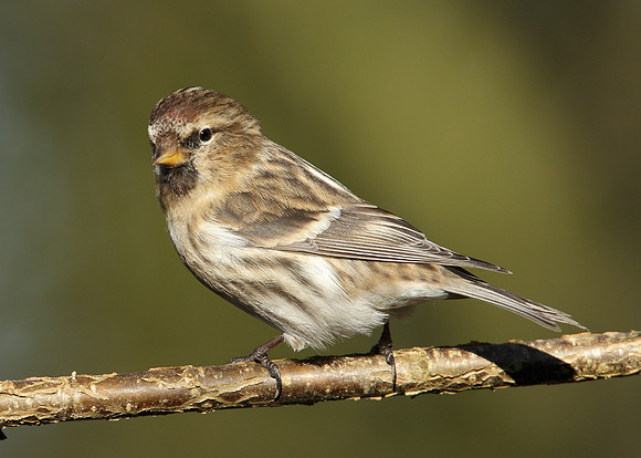 Redpoll Carduelis flammea