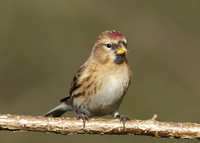 Redpoll Carduelis flammea