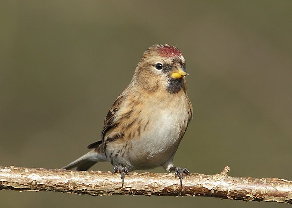 Redpoll Carduelis flammea
