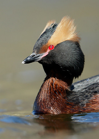 Slavonian Grebe Podiceps auritus
