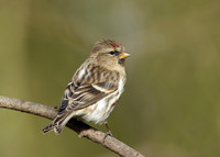 Redpoll Carduelis flammea