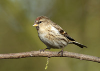 Redpoll Carduelis flammea
