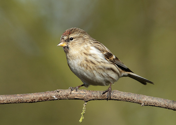 Redpoll Carduelis flammea