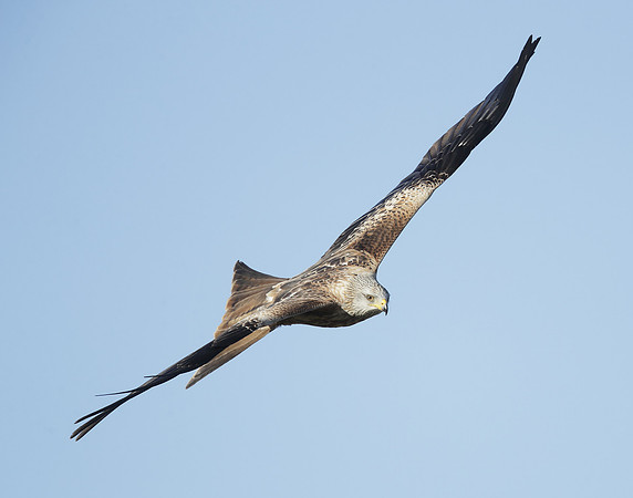 Red Kite Milvus milvus