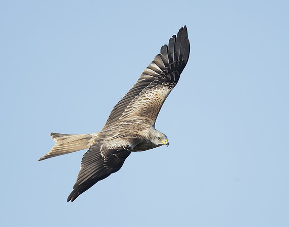 Red Kite Milvus milvus