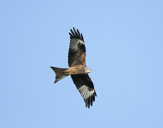 Red Kite Milvus milvus