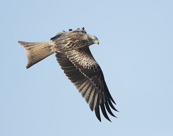 Red Kite Milvus milvus