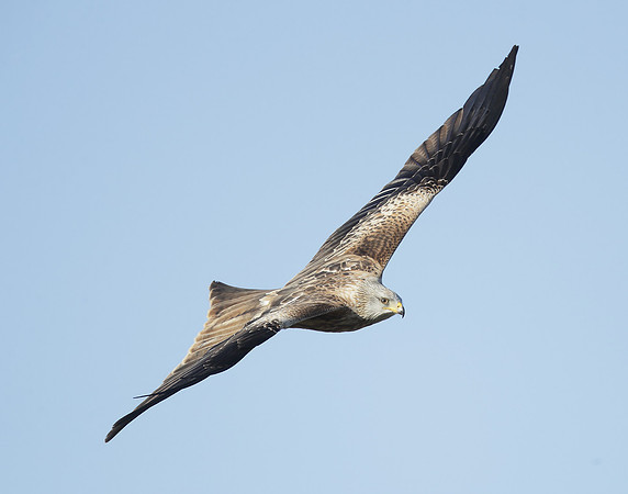 Red Kite Milvus milvus
