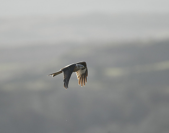 Red Kite Milvus milvus