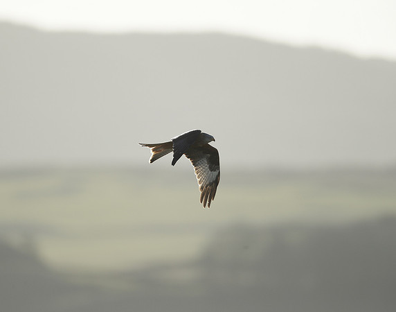 Red Kite Milvus milvus