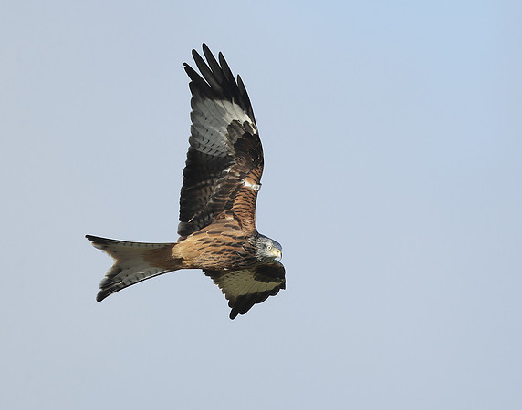 Red Kite Milvus milvus