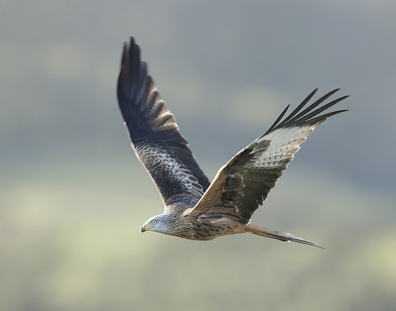 Red Kite Milvus milvus