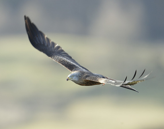 Red Kite Milvus milvus