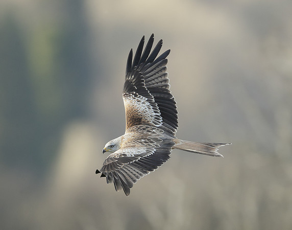 Red Kite Milvus milvus
