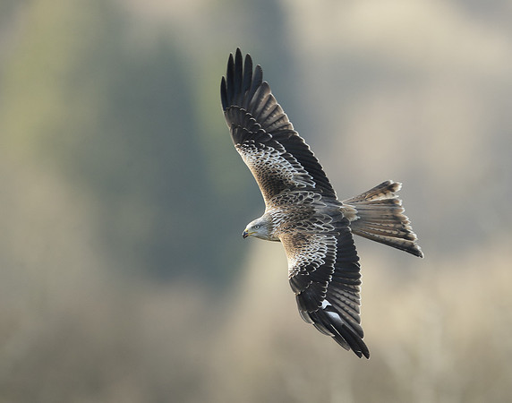 Red Kite Milvus milvus