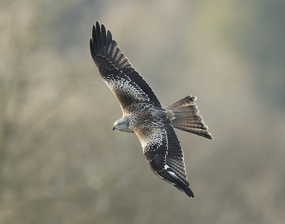 Red Kite Milvus milvus