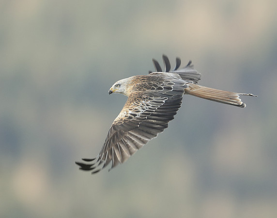 Red Kite Milvus milvus