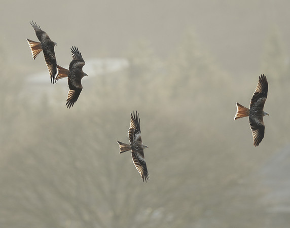 Red Kite Milvus milvus