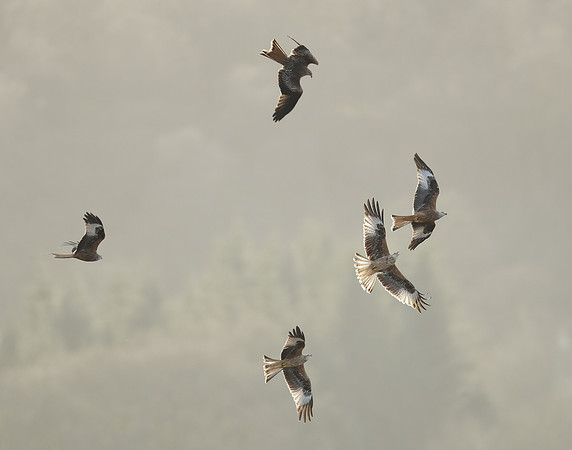 Red Kite Milvus milvus