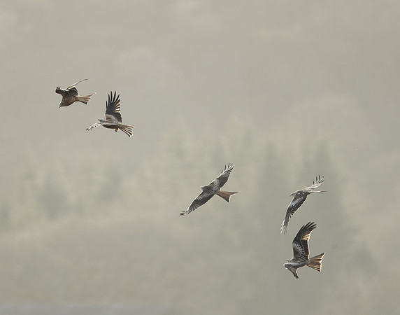 Red Kite Milvus milvus
