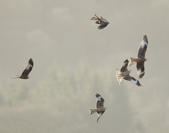 Red Kite Milvus milvus