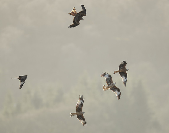 Red Kite Milvus milvus