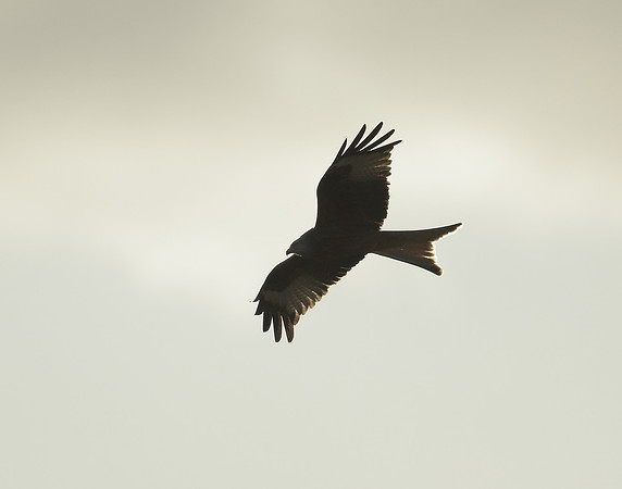Red Kite Milvus milvus