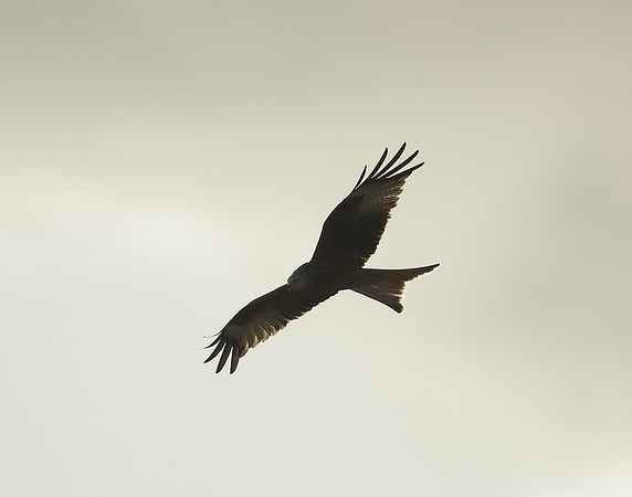 Red Kite Milvus milvus