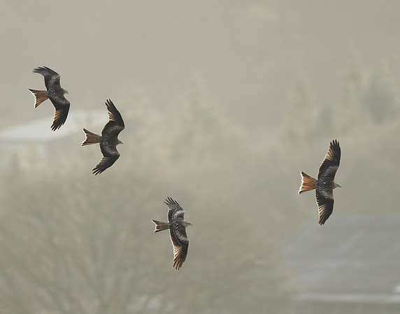 Red Kite Milvus milvus