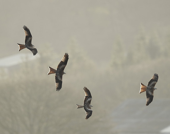 Red Kite Milvus milvus