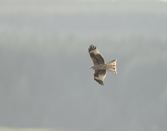 Red Kite Milvus milvus