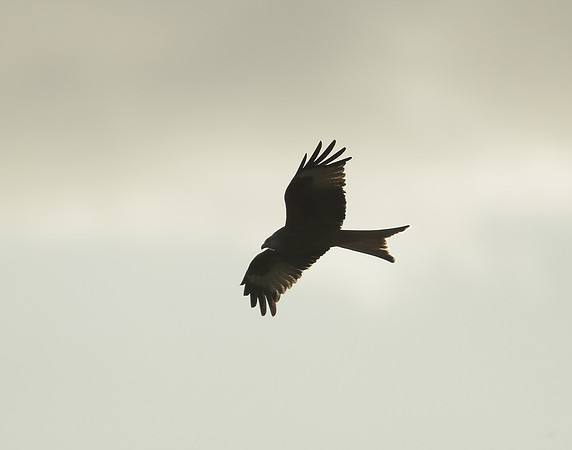 Red Kite Milvus milvus