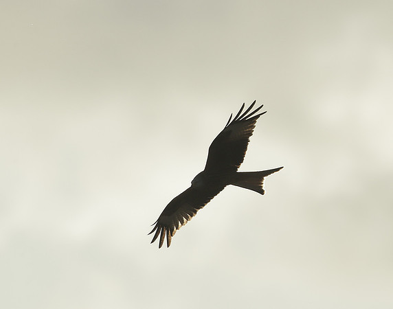 Red Kite Milvus milvus