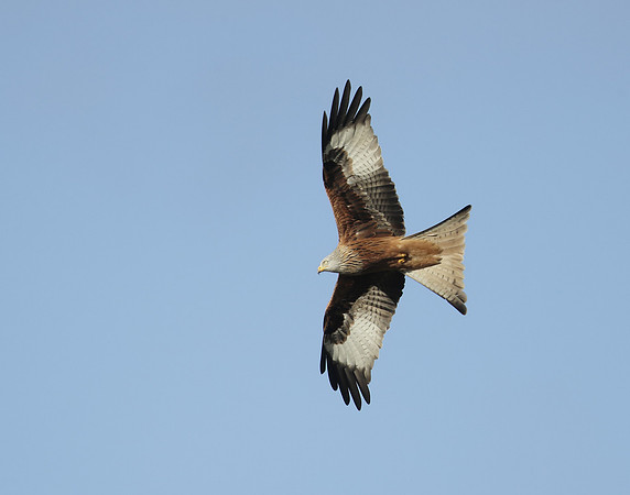 Red Kite Milvus milvus