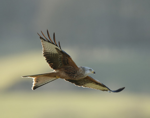 Red Kite Milvus milvus