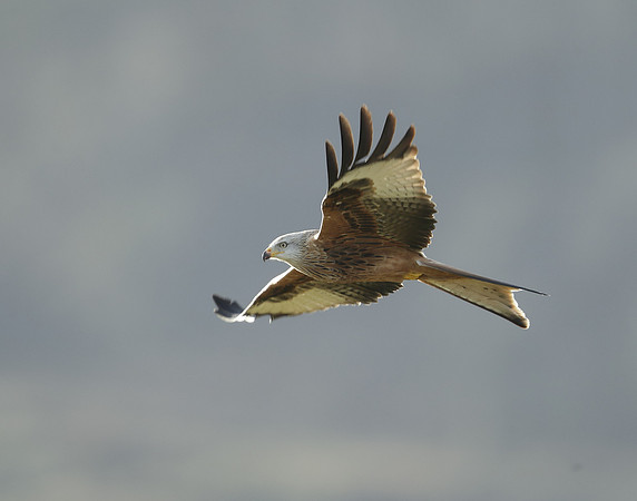 Red Kite Milvus milvus